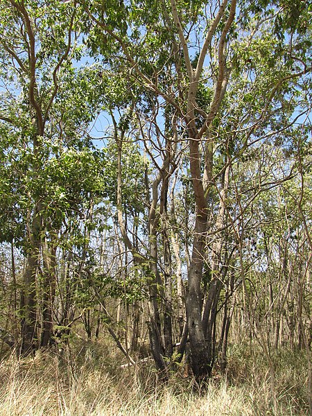 File:Starr-090616-0709-Acacia auriculiformis-habit-Hamakuapoko Paia-Maui (24668906050).jpg