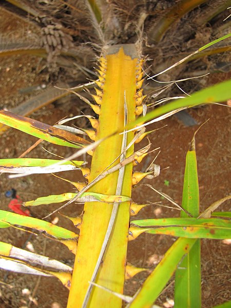 File:Starr-120702-7935-Elaeis guineensis-thorns on stems-USDA Plant Materials Center-Molokai (25068046322).jpg