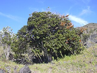 <i>Ochrosia haleakalae</i> Species of plant
