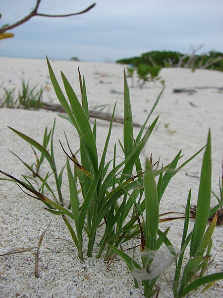 File:Starr 080606-6956 Lepturus repens.jpg