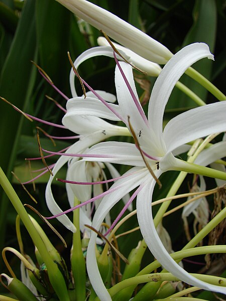 File:Starr 080606-7028 Crinum asiaticum.jpg