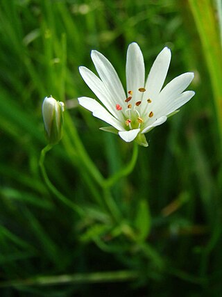 <i>Stellaria palustris</i> Species of flowering plant