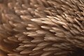 Steller's Sea Eagle Haliaeetus pelagicus Head Feathers 3008px.jpg