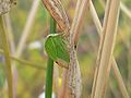 Miniatura para Membracidae