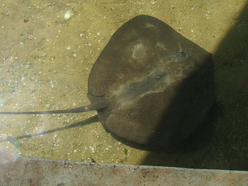 File:Stingray shark bay.jpg