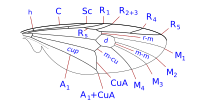 Stratiomyidae wing veins-1.svg