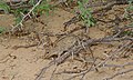 Striped Mouse (Rhabdomys pumilio) (6451606185).jpg