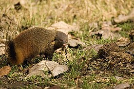 https://upload.wikimedia.org/wikipedia/commons/thumb/2/21/StripeneckMongoose.jpg/275px-StripeneckMongoose.jpg