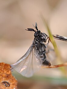 Macho de Stylops melittae.