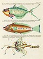 Surreal illustration of fishes and crabs found in Moluccas (Indonesia) and the East Indies by Louis Renard, digitally enhanced by rawpixel-com 27.jpg