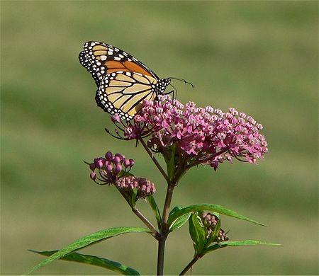 Asclepias incarnata