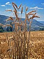 Swiss Grain.jpg
