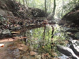 Stream running through Swithland Wood Swithland Wood Stream.jpg