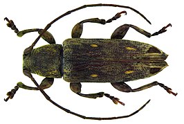 Sybra preapicetriangularis