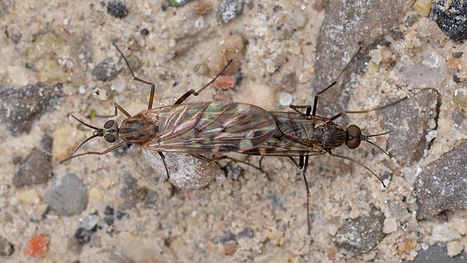 Flies (Diptera) Mating