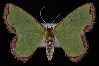 <i>Synchlora cupedinaria</i> Species of moth