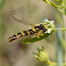 Syrphidae ssp - Thesium ebracteatum - Keila.jpg