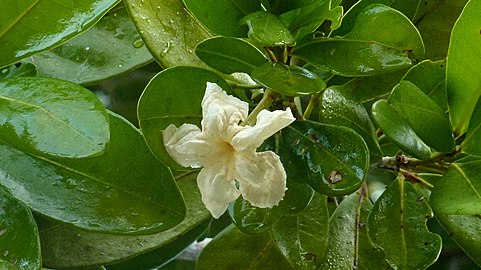 Tabebuia stenocalyx