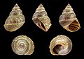 * Nomination Shell of a freshwater snail, Taia naticoides --Llez 06:01, 21 May 2019 (UTC) * Promotion  Support Good quality. --Podzemnik 06:31, 21 May 2019 (UTC)