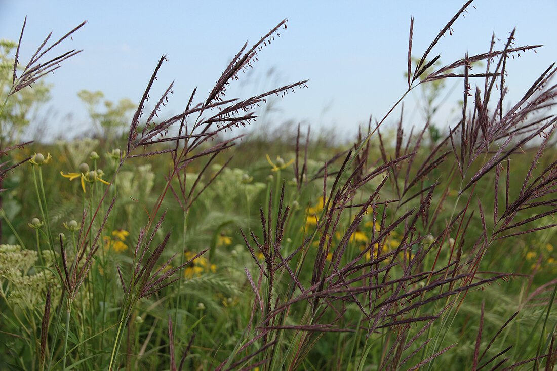 Tallgrass prairie