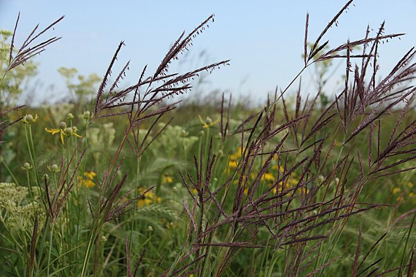 Flowering big bluestem, a characteristic tallgrass prairie plant