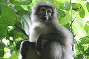 Танзания -Sanje Mangabey.jpg