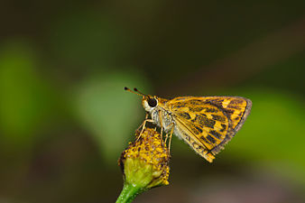 Taractrocera ceramas (Tamil Grass Dart)