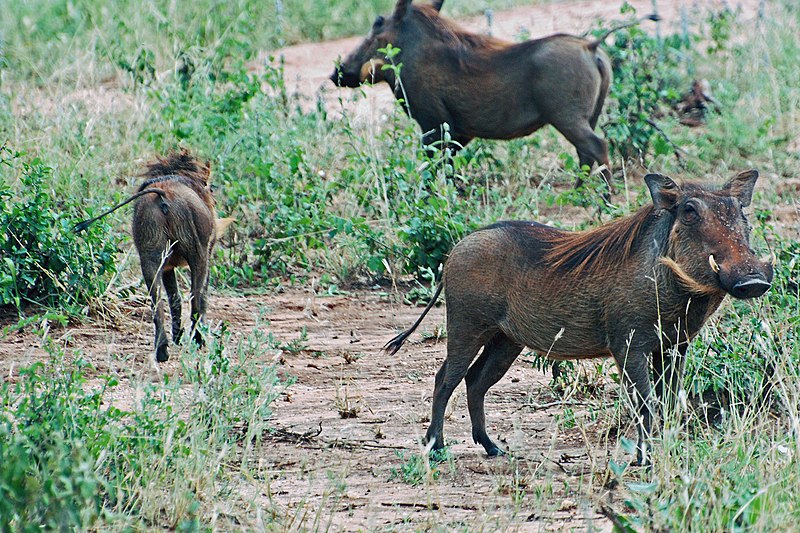 File:Tarangire 2012 05 28 1823 (7468551148).jpg