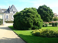 Cryptomeria japonica taillé en boule dans le parc du Thabor à Rennes.