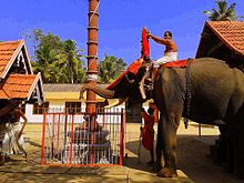 Temple elephant Thalikkal06.jpg