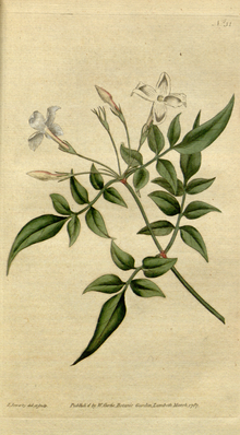 The Botanical Magazine, Plate 31 (Volume 1, 1787).png