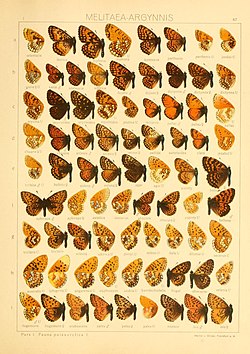 Yang Macrolepidoptera of the world (Taf. 67) (8145294550).jpg