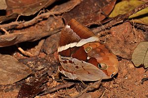 The Tufted Jungleking (Thauria aliris) (16668131252).jpg