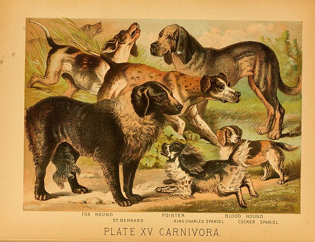 An 1897 illustration showing a range of European dog breeds