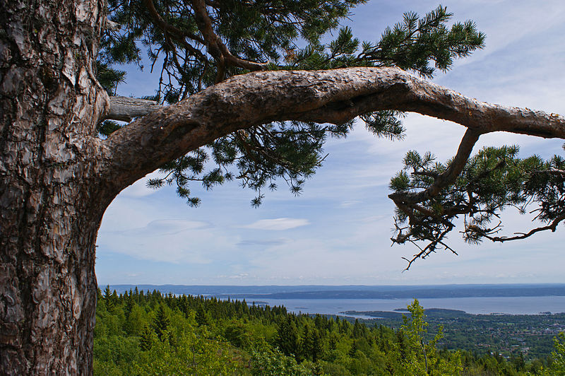 File:The living pine ) (5790633081).jpg