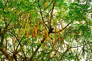 Capsules mûres de Moringa oleifera dans l'arbre.