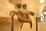 Miniatura para Theropithecus brumpti