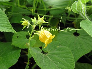 <i>Thladiantha</i> Genus of Cucurbitaceae plants