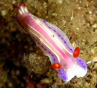 <i>Thorunna australis</i> Species of gastropod