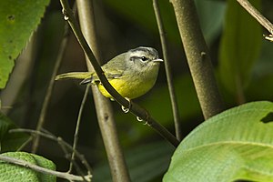 Three-banded warbler.jpg