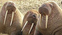 Walrus