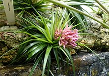 Tillandsia geminiflora - Lyman Plant House, Smith College - DSC01984.jpg