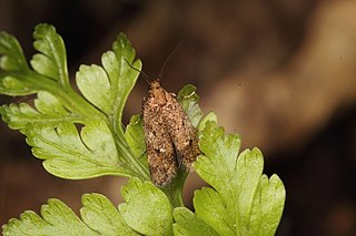 <i>Tingena fenestrata</i> Species of moth, endemic to New Zealand