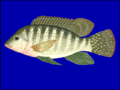 Thumbnail for Redbelly tilapia