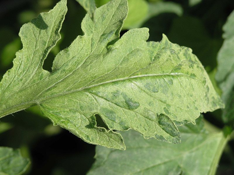 File:Tomate Silberblatt.jpg