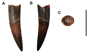 Spinosaurus: Khám phá và đặt tên, Mô tả, Phân loại