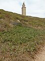 Torre de Hércules Carpobrotus edulis