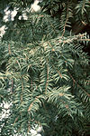 Torreya taxifolia foliage.jpg