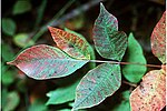 Miniatura para Toxicodendron vernix