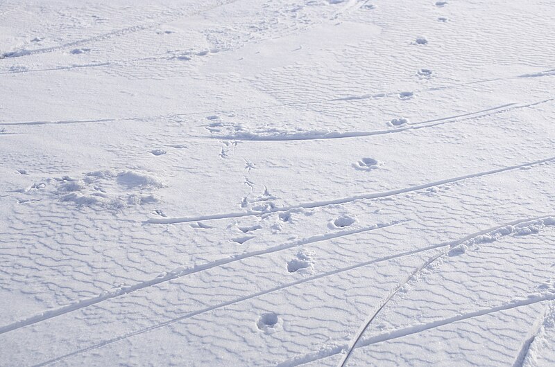 File:Traces on first snow (15692055764).jpg